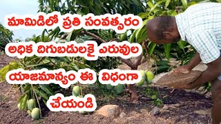 మామిడిలో ఎరువుల యాజమాన్యం /mango tree fertilizer management Fertilizer Management for Thriving Trees