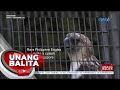 Philippine eagle na si Geothermica, pumanaw na sa edad na 19 sa Singapore | UB