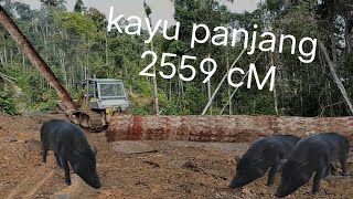 Proses penarikan kayu jembatan