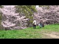 大泉緑地　桜　堺市