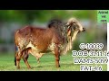 sag cow bull gir bull top gir साग के सबसे बढ़िया गिर बुल 20kg से 30kg दूध वाले गीर सांड suprior बूल