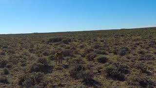 Wyoming Public Land Sage Grouse Hunt With Vizsla