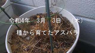 1160 種から育てたアスパラ