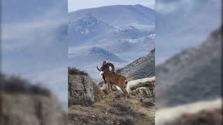 Urial, Golestan National Park -Iran قوچ پارک گلستان