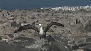 Albatros de Galapagos