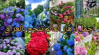 القرطاسية أو الهيدرانجيا Hydrangea نجحت زراعتها بالعراق واصبحت متوفرة بالمشاتل انتاج محلي