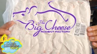 The best place to order Rodents for your Reptiles. Big Cheese Rodent Factory Unboxing.