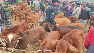 Happy new year 2024 | সবচেয়ে ছোট ছোট ষাঁড় ও বকনা বাছুর গরুর দাম | আমবাড়ী হাট