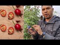 grow a plant from a rose flower method of growing red roses from buds fake rose propagation videos