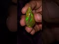 Magical Natural Black opal miracle #gems #gemstonejewelry #opal #stone #blackopal #diamond #emerald