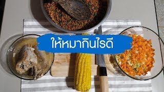 อเมริกันบูลลี่ตัวป่วน กับ เมนูอาหารหมาที่ช่วยบำรุงขน และผิวหนัง EP 5 [Dog Food Recipes]