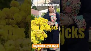 फूलों की रानी के बारे में कुछ विशेष जानकारी ❤️🪴✔️ || best tips for chrysanthemum flowers|| Guldaudi