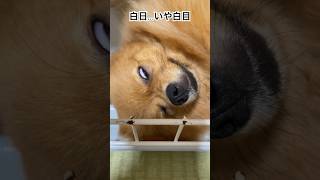 顔ヤバすぎでしょ… #pomeranian #dog #ポメラニアン #ポメラニアンのいる生活 #白日夢 #白目 #癒し