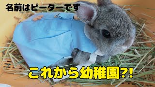 【ネザーランドドワーフうさぎ】かわいいハーネスを着けようとした結果…うさんぽ練習