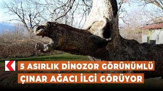 5 asırlık dinozor görünümlü çınar ağacı ilgi görüyor