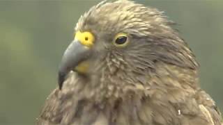 'It's cheeky and intelligent' – not-so-shy kea basks in Bird of the Year victory