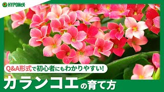 ☘78：カランコエの育て方｜花を咲かせるコツは？水やりなどの日々の管理、冬越しの方法などご紹介【PlantiaQ\u0026A】植物の情報、育て方をQ\u0026A形式でご紹介