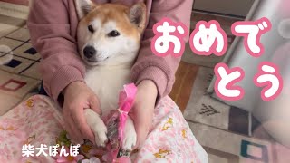 【柴犬ぽんぽ】4月生まれのみなさん、お誕生日おめでとうございます【かわいいお祝い】