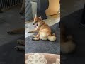 顔が痒い柴犬のお尻がぷるんぷるん shorts