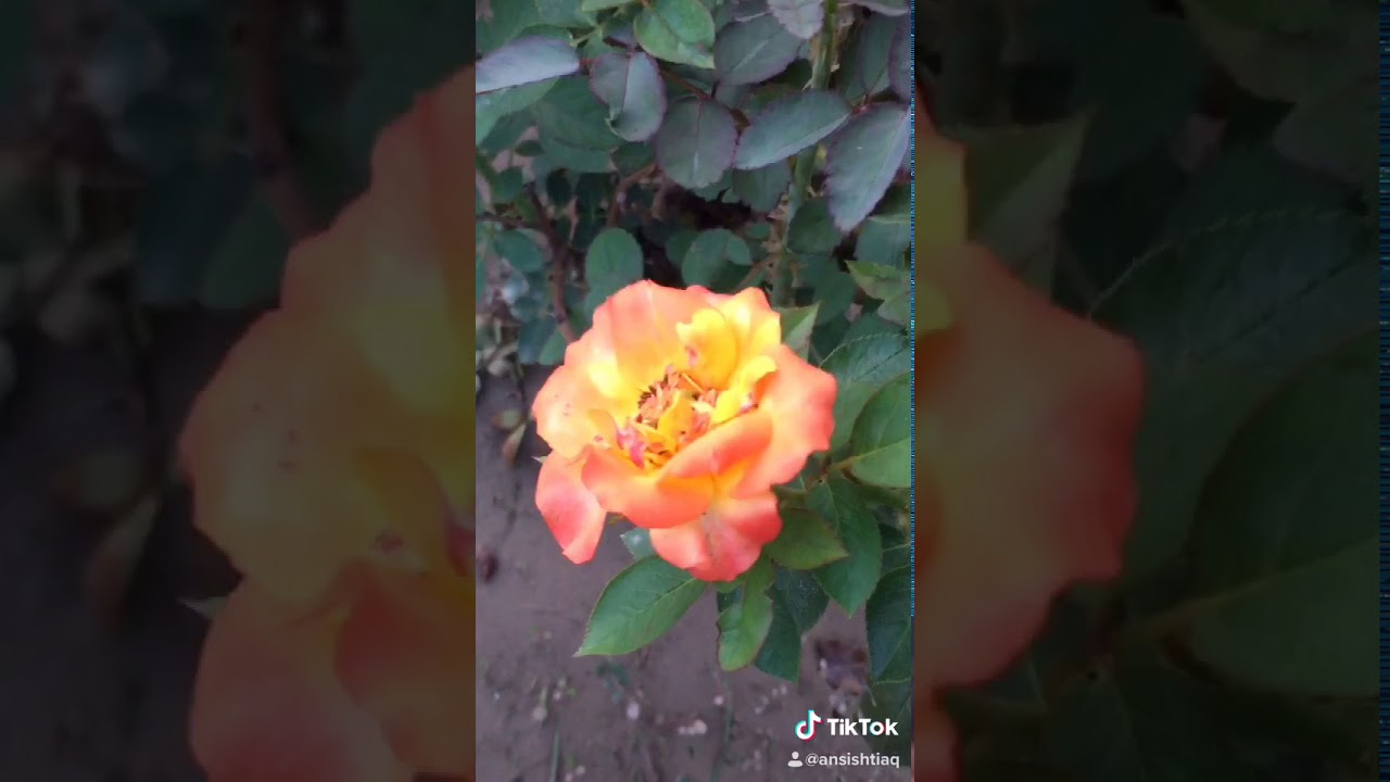 Flowers Tiktok - YouTube