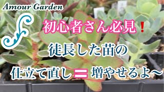 【多肉植物】初心者様必見！徒長苗の仕立て直し＝増やせる！　Amour Garden.Succulent