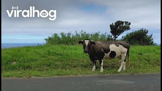 Grazing Cow Gives Useful Directions || ViralHog