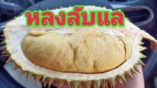 ลุยถึงถิ่น กินถึงที่  ถึงตลาดทุเรียนวัดหัวดง ไม่รอช้าตะลุยหาทุเรียนหลงลับแล จะได้กิน? Ep.2