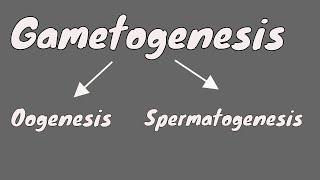 Gametogenesis || Oogeneis || Gametogenesis female || part 1