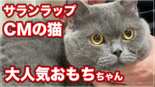 【サランラップのCM】 で大人気になった猫ちゃんが来てくれました【おもちちゃん】