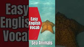 Easy English Vocab for Beginners: Learn Sea Animals