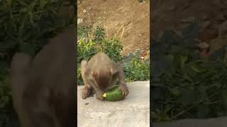 Monkeys 🐒 Baby Love Mango 🥭 #shorts #monkeyfeeding #youtubeshorts #pets #feedingmonkey #Monkey #pets