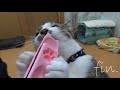 ちゅ～るを舐めるのが苦手な猫必見 【もっと！ちょーだいスプーン】