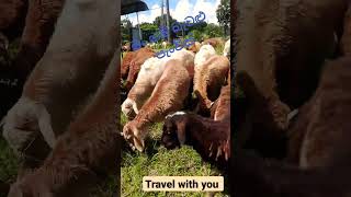 මං නම් බැටළු පැංචා🐏 #Travel with you #Sri Lanka 🇱🇰🚵