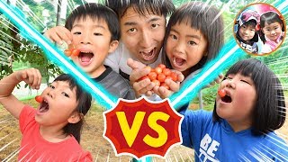 【さくらんぼ食べ放題！】何個食べられる？みこちゃん＆きらきらママチームとさくらんぼ狩り対決☆負けたら罰ゲーム！　コラボ　お出かけ　激辛