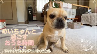 【フレブルのいる暮らしvlog】遊ぶ・寝る・食べる！毎日全力で一生懸命なフレブルめいちゃん🥰めいちゃんと過ごすおうち時間が大好きな50代主婦・・沈みがちな気分も上がって笑顔になれた♡