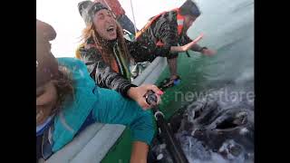 Bless you! Gray whale 'sneezes' right in woman's face