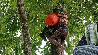 Honey hunting in Bangladesh | বাংলাদেশে মৌয়ালরা যেভাবে মধু সংগ্রহ করে