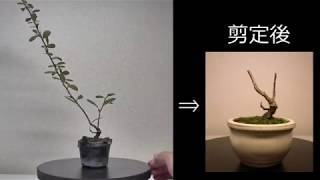 【ミニ盆栽：mini bonsai】ピラカンサ-1 :Pyracantha　剪定　How to Bonsai