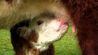 Hereford Calf Suckling