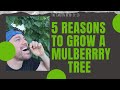 5 Reasons To Plant A Mulberry Tree!