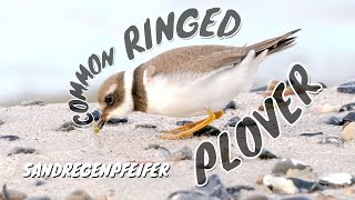 Common Ringed Plover (Charadrius hiaticula) / Sandregenpfeifer