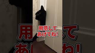 【猫とお正月！】飼い主がやっておくべきこと３つ