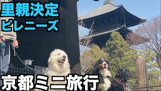 里親決定ピレニーズ・京都小旅行【183 185日目】