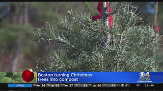 Boston Turning Christmas Trees Into Compost