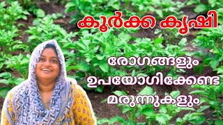 കൂർക്ക കൃഷി രോഗങ്ങളും രോഗത്തിനുള്ള മരുന്ന് | koorkka Krishi Malayalam | #Koorka_farming