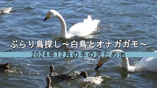 ぶらり鳥探し～白鳥とオナガガモ～　2024年12月の手の沢ため池