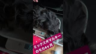 （ミックス犬）マルキーのモカの4ヶ月体重　#ミックス犬　#マルキー　#マルーキー　#ヨーマル　#犬のいる生活 　#子犬 　#愛犬 　#多頭飼い 　#ミックス犬チョコラテ　#マルチーズのポポ　#体重　