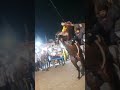 savaj sudamada kathiyawadihorse kudvavalaghoda fuleku savaj savaj_ni_moj horse gujarat horselover