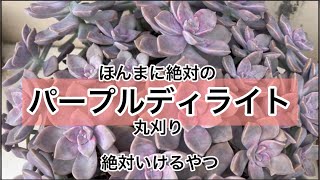 [多肉植物]丸刈り〜パープルディライト