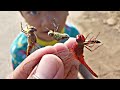 Berburu Capung Warna Warni Di Sawah - Menangkap Capung Dragonfly